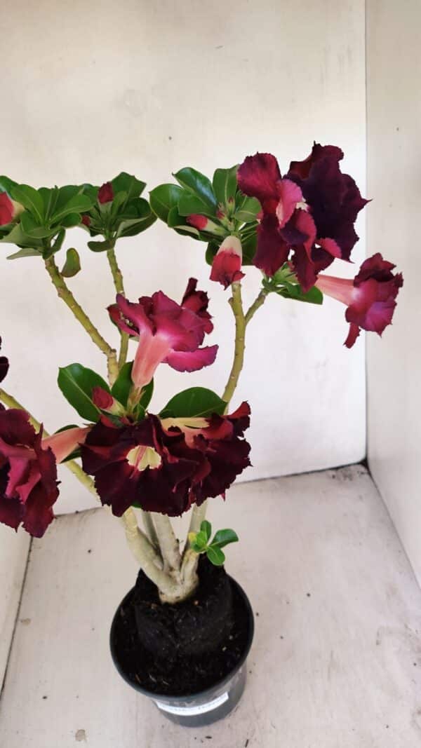 Planta Dobrada 3456 – 35cm – 03 anos - Imagem 7