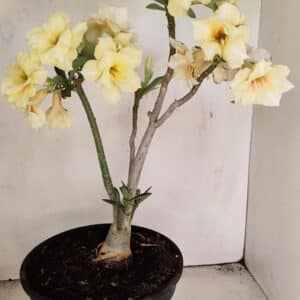 Planta Dobrada 3457 – 40cm – 03 anos