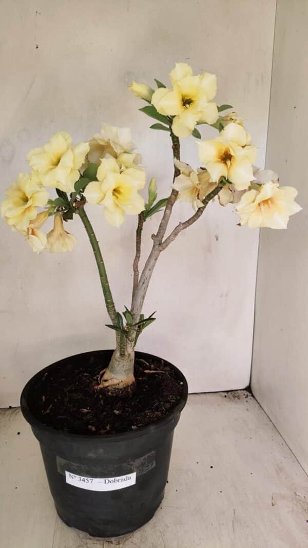 Planta Dobrada 3457 – 40cm – 03 anos - Imagem 1