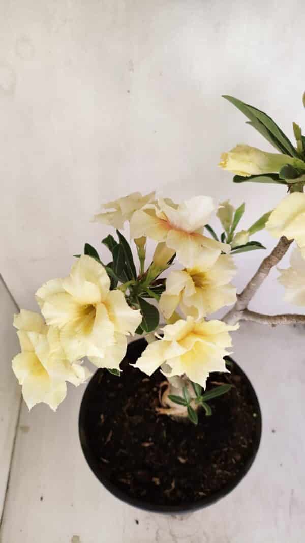 Planta Dobrada 3457 – 40cm – 03 anos - Imagem 6