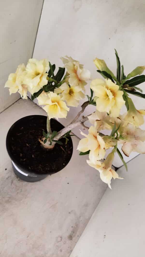 Planta Dobrada 3457 – 40cm – 03 anos - Imagem 5