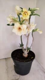 Planta Dobrada 3457 – 40cm – 03 anos - Imagem 7