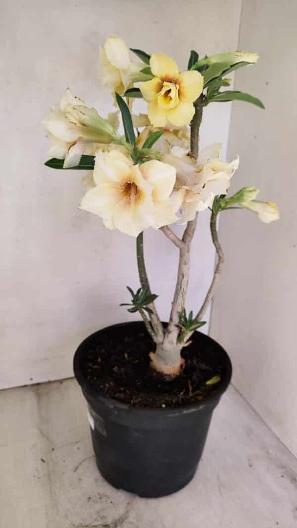 Planta Dobrada 3457 – 40cm – 03 anos - Imagem 7