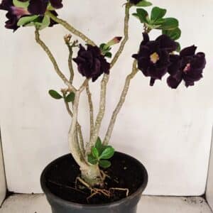 Planta Dobrada 3458 – 40cm – 03 anos