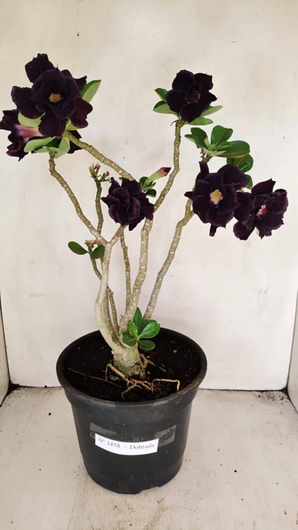 Planta Dobrada 3458 – 40cm – 03 anos - Imagem 1