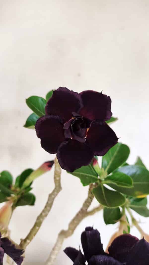 Planta Dobrada 3458 – 40cm – 03 anos - Imagem 3