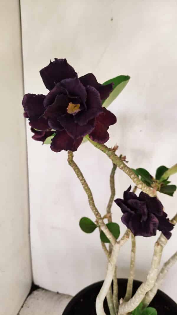 Planta Dobrada 3458 – 40cm – 03 anos - Imagem 5