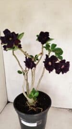 Planta Dobrada 3458 – 40cm – 03 anos - Imagem 4
