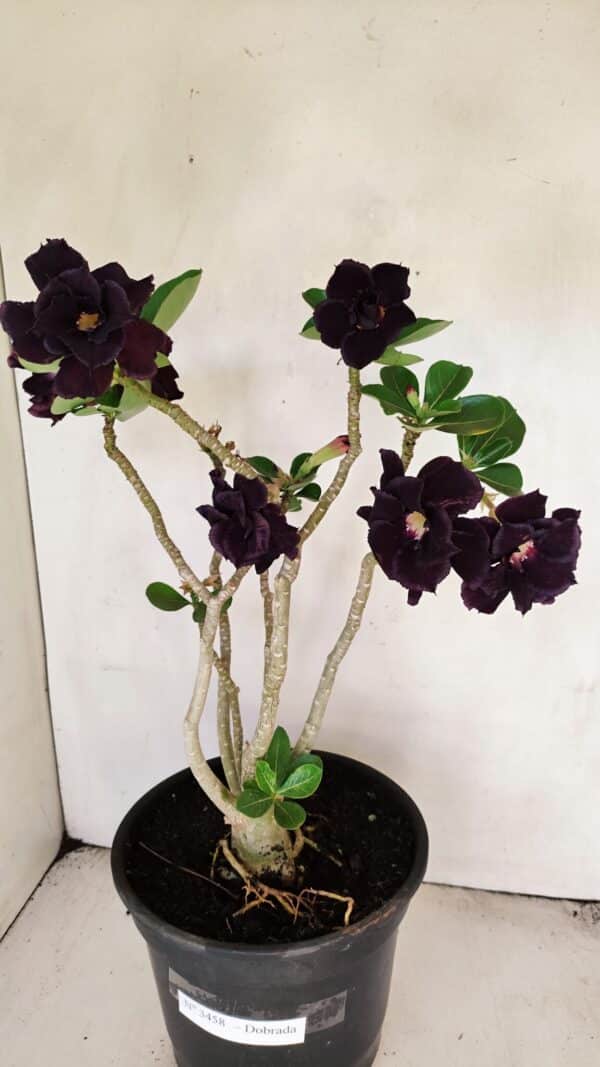 Planta Dobrada 3458 – 40cm – 03 anos - Imagem 4