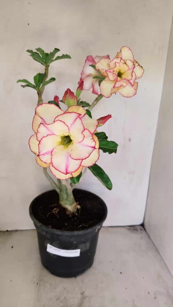 Planta Dobrada 3459 – 40cm – 03 anos - Imagem 1