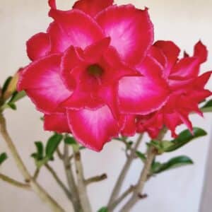 Planta Dobrada 3460 – 35cm – 03 anos