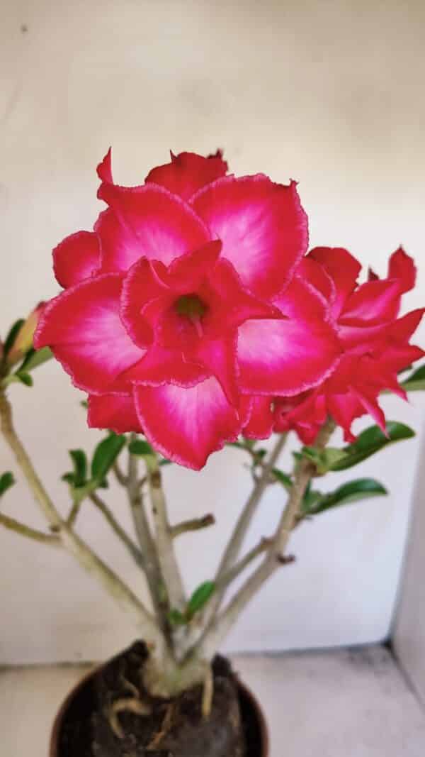 Planta Dobrada 3460 – 35cm – 03 anos - Imagem 1