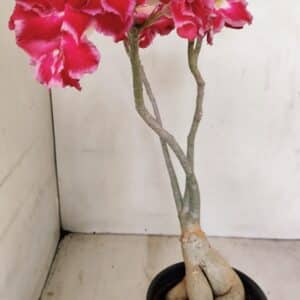 Planta Dobrada 3461 – 40cm – 03 anos