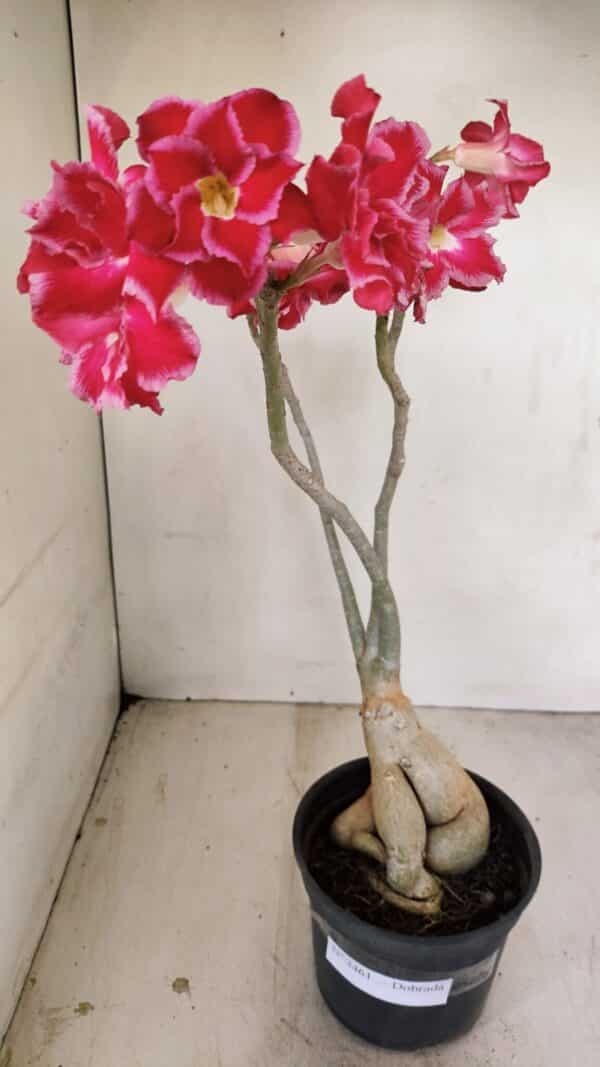 Planta Dobrada 3461 – 40cm – 03 anos - Imagem 1