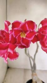 Planta Dobrada 3461 – 40cm – 03 anos - Imagem 3