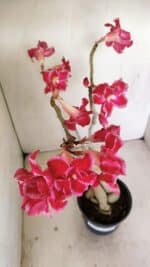 Planta Dobrada 3461 – 40cm – 03 anos - Imagem 4