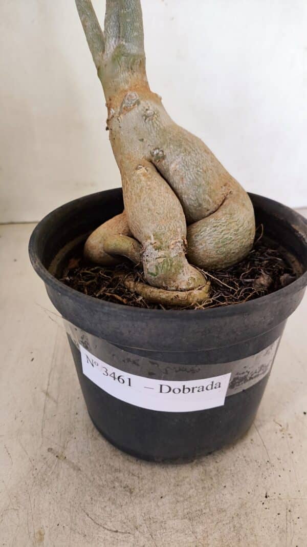 Planta Dobrada 3461 – 40cm – 03 anos - Imagem 5