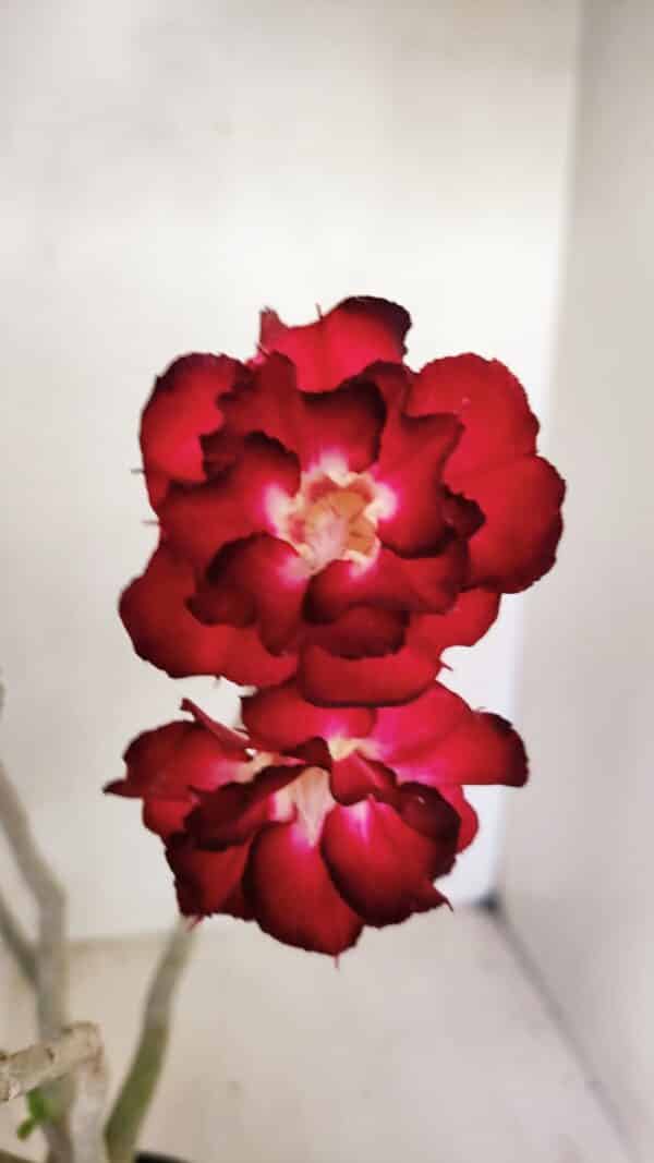 Planta Dobrada 3462 – 35cm – 03 anos - Imagem 1