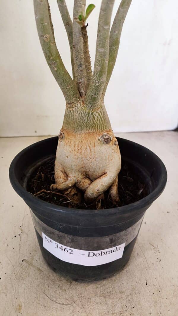 Planta Dobrada 3462 – 35cm – 03 anos - Imagem 8