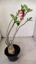 Planta Dobrada 3462 – 35cm – 03 anos - Imagem 6