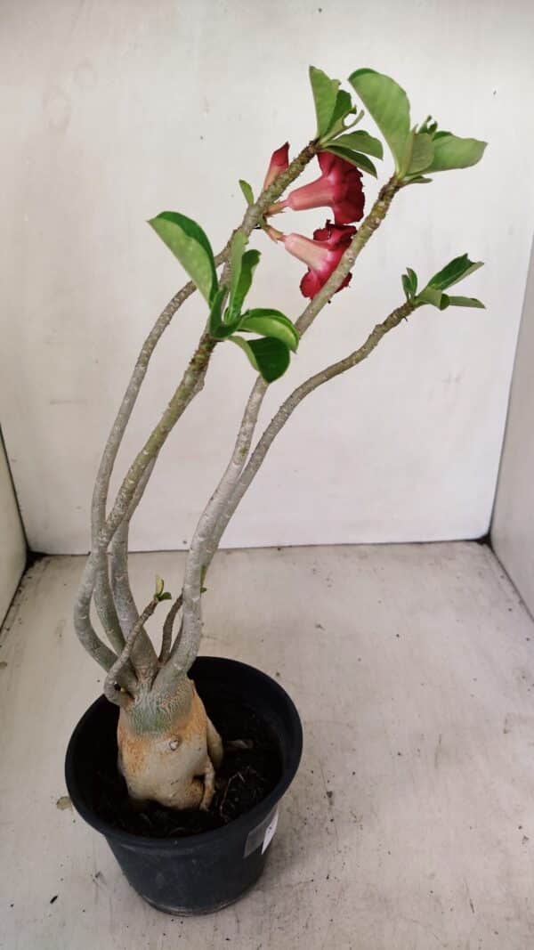 Planta Dobrada 3462 – 35cm – 03 anos - Imagem 6