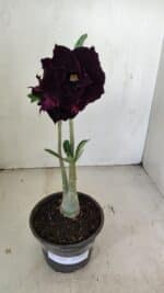 Planta Dobrada 3468 – 30cm – 03 anos - Imagem 2