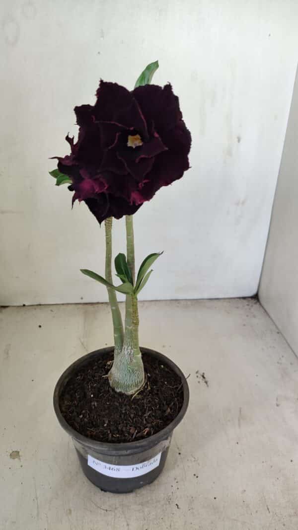 Planta Dobrada 3468 – 30cm – 03 anos - Imagem 2