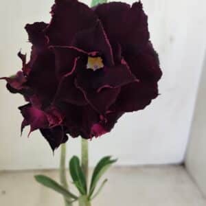 Planta Dobrada 3468 – 30cm – 03 anos