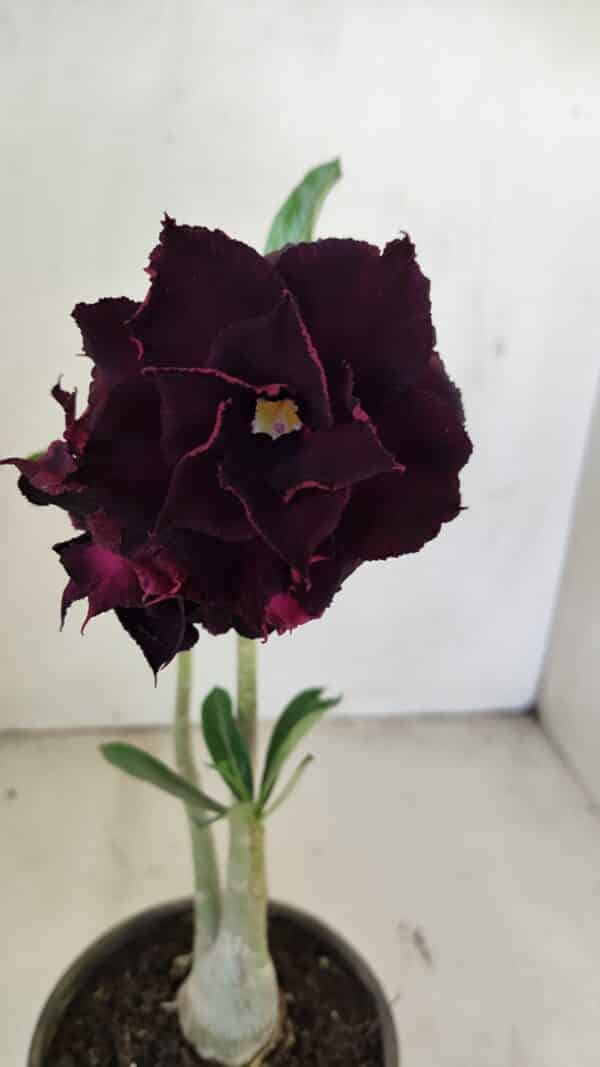 Planta Dobrada 3468 – 30cm – 03 anos - Imagem 1