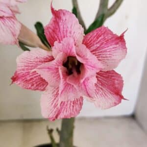 Planta Dobrada 3469 – 35cm – 03 anos