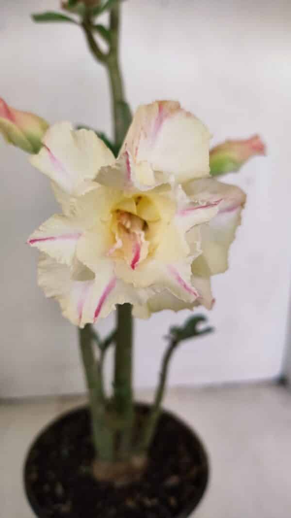 Planta Dobrada 3470 – 35cm – 03 anos - Imagem 1