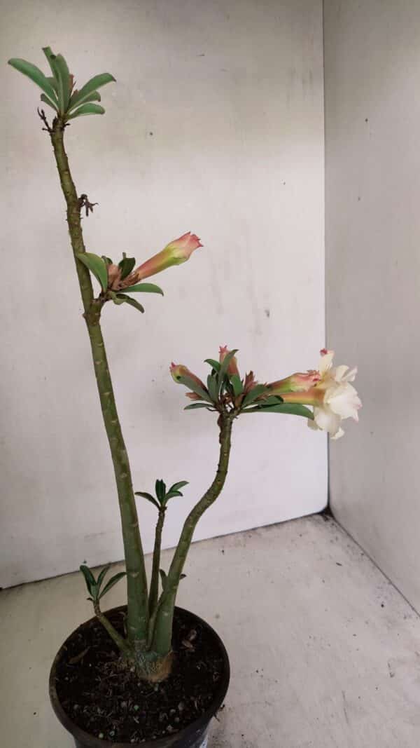 Planta Dobrada 3470 – 35cm – 03 anos - Imagem 4