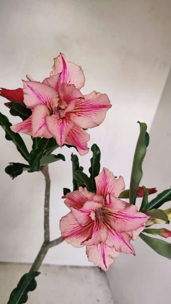Planta Dobrada 3471 – 35cm – 03 anos - Imagem 1