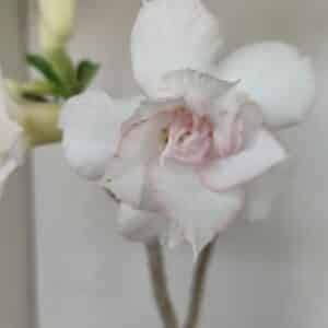 Planta Dobrada 3472 – 35cm – 03 anos