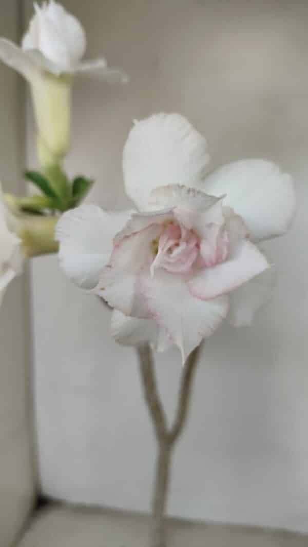Planta Dobrada 3472 – 35cm – 03 anos - Imagem 1