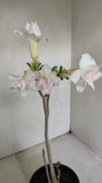 Planta Dobrada 3472 – 35cm – 03 anos - Imagem 5