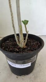Planta Dobrada 3472 – 35cm – 03 anos - Imagem 7