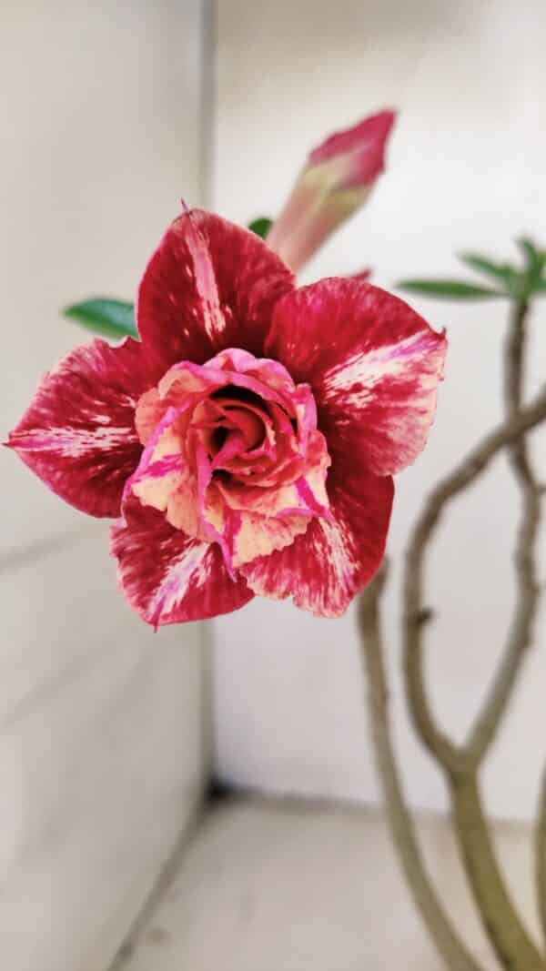 Planta Dobrada 3473 – 30cm – 02 anos - Imagem 1
