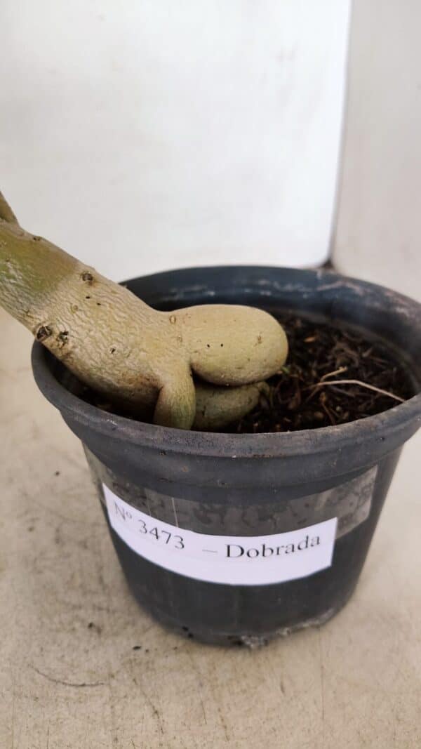 Planta Dobrada 3473 – 30cm – 02 anos - Imagem 9