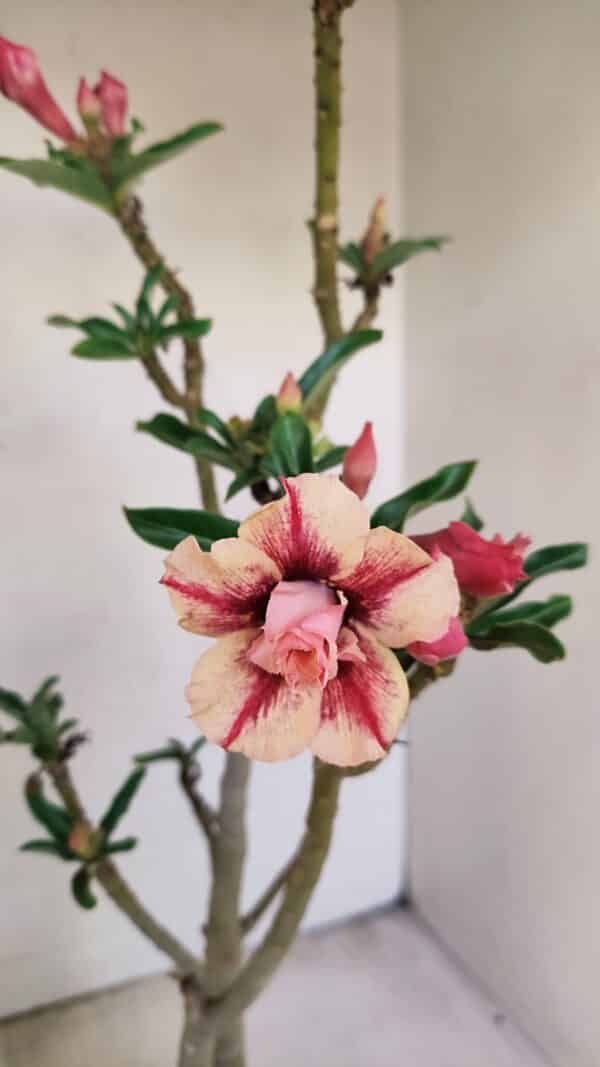 Planta Dobrada 3474 – 35cm – 03 anos - Imagem 4