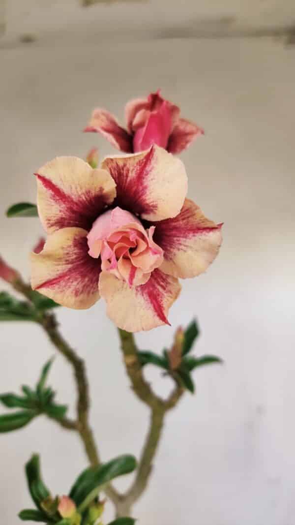 Planta Dobrada 3474 – 35cm – 03 anos - Imagem 1