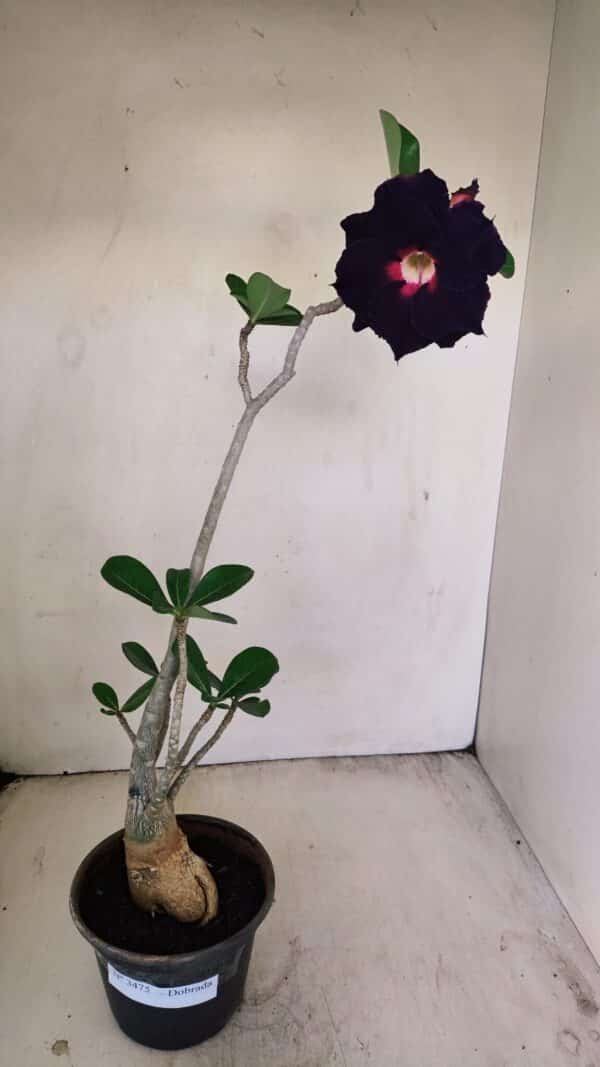 Planta Dobrada 3475 – 35cm – 03 anos - Imagem 1