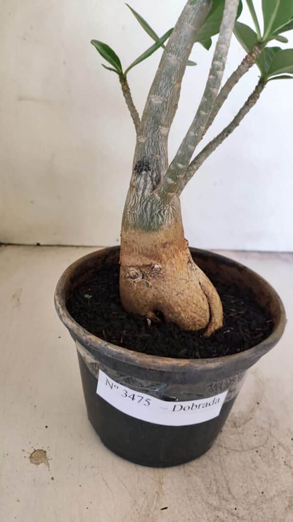 Planta Dobrada 3475 – 35cm – 03 anos - Imagem 5