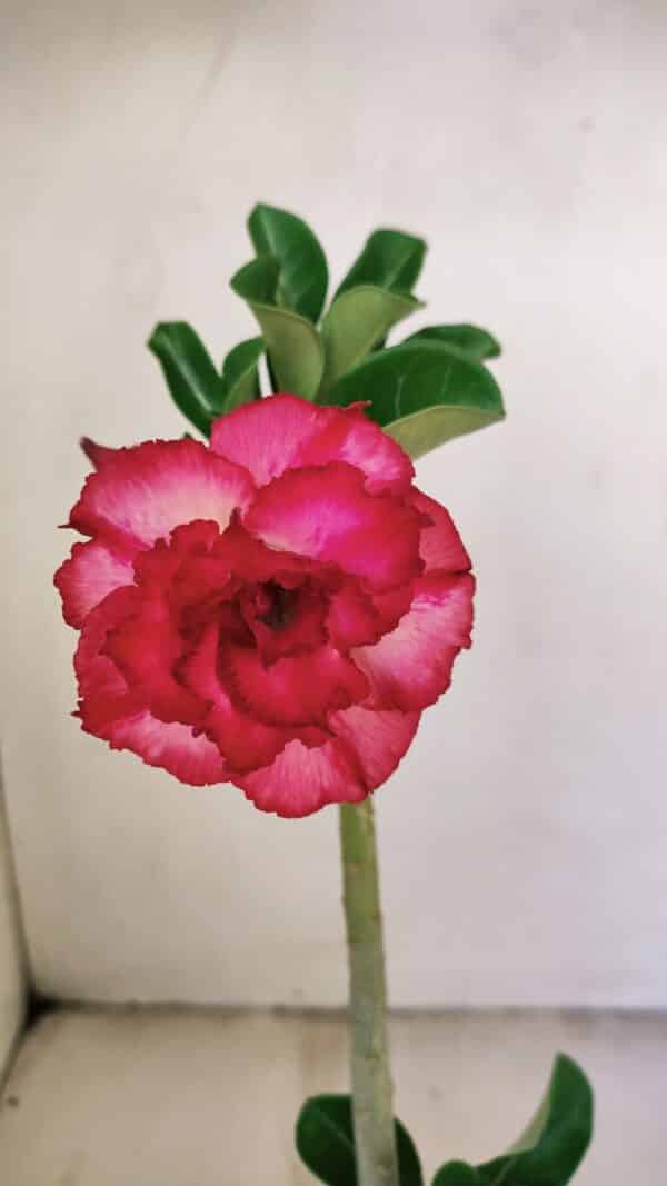 Planta Dobrada 3476 – 30cm – 02 anos - Imagem 1