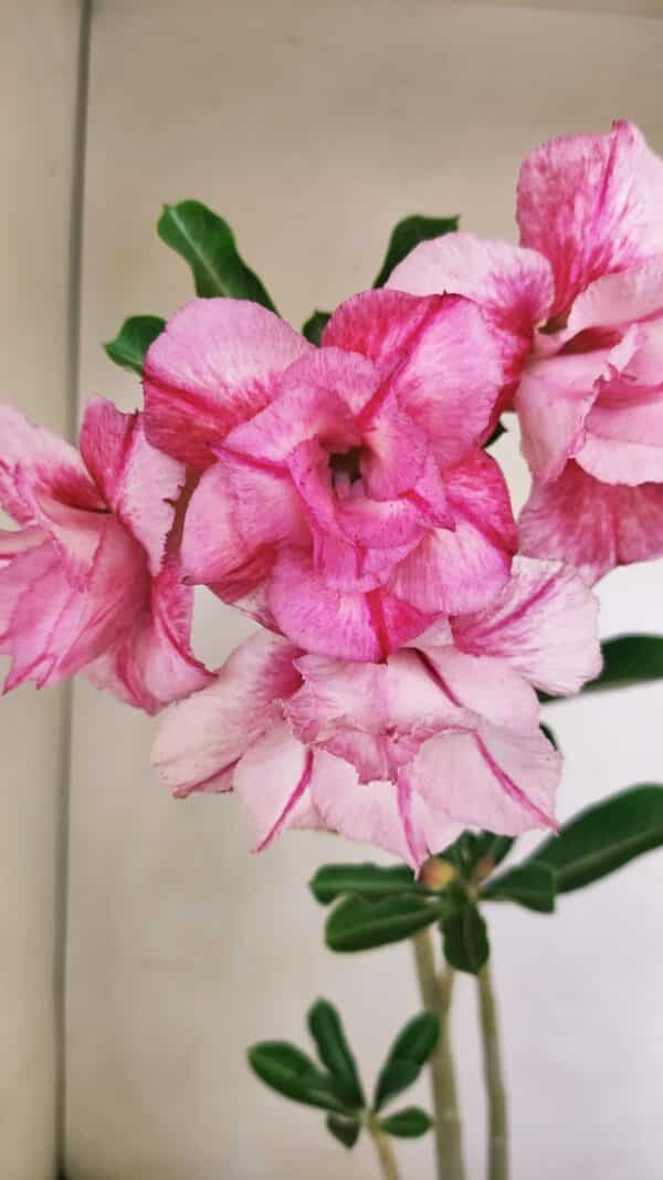 Planta Dobrada 3477 – 35cm – 03 anos - Imagem 1