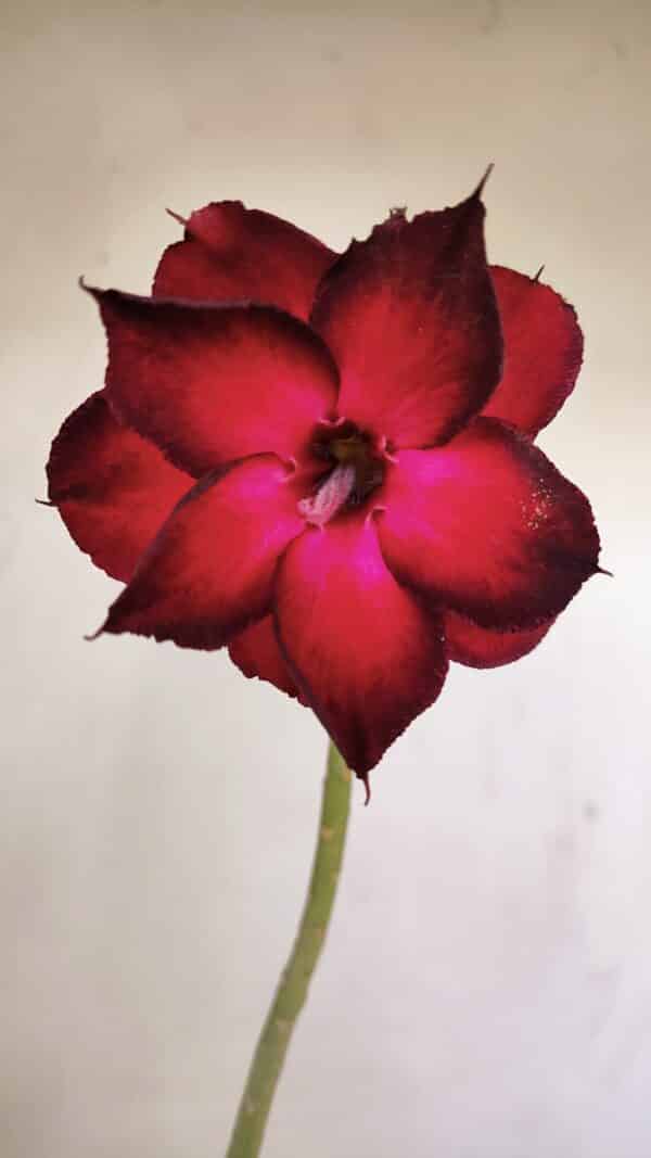 Planta Dobrada 3478 – 30cm – 02 anos - Imagem 1