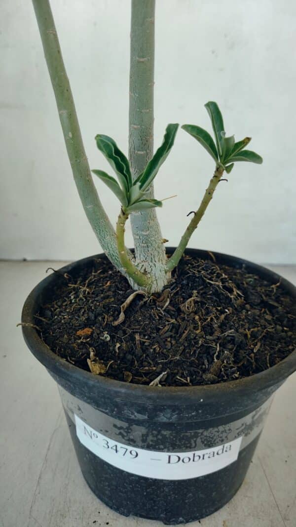 Planta Dobrada 3479 – 35cm – 03 anos - Imagem 5