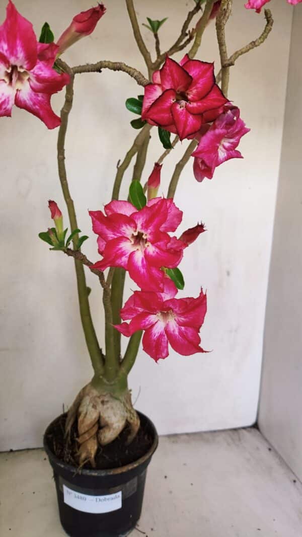 Planta Dobrada 3480 – 35cm – 03 anos - Imagem 1