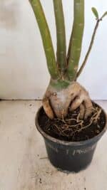 Planta Dobrada 3480 – 35cm – 03 anos - Imagem 9