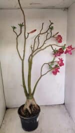 Planta Dobrada 3480 – 35cm – 03 anos - Imagem 7